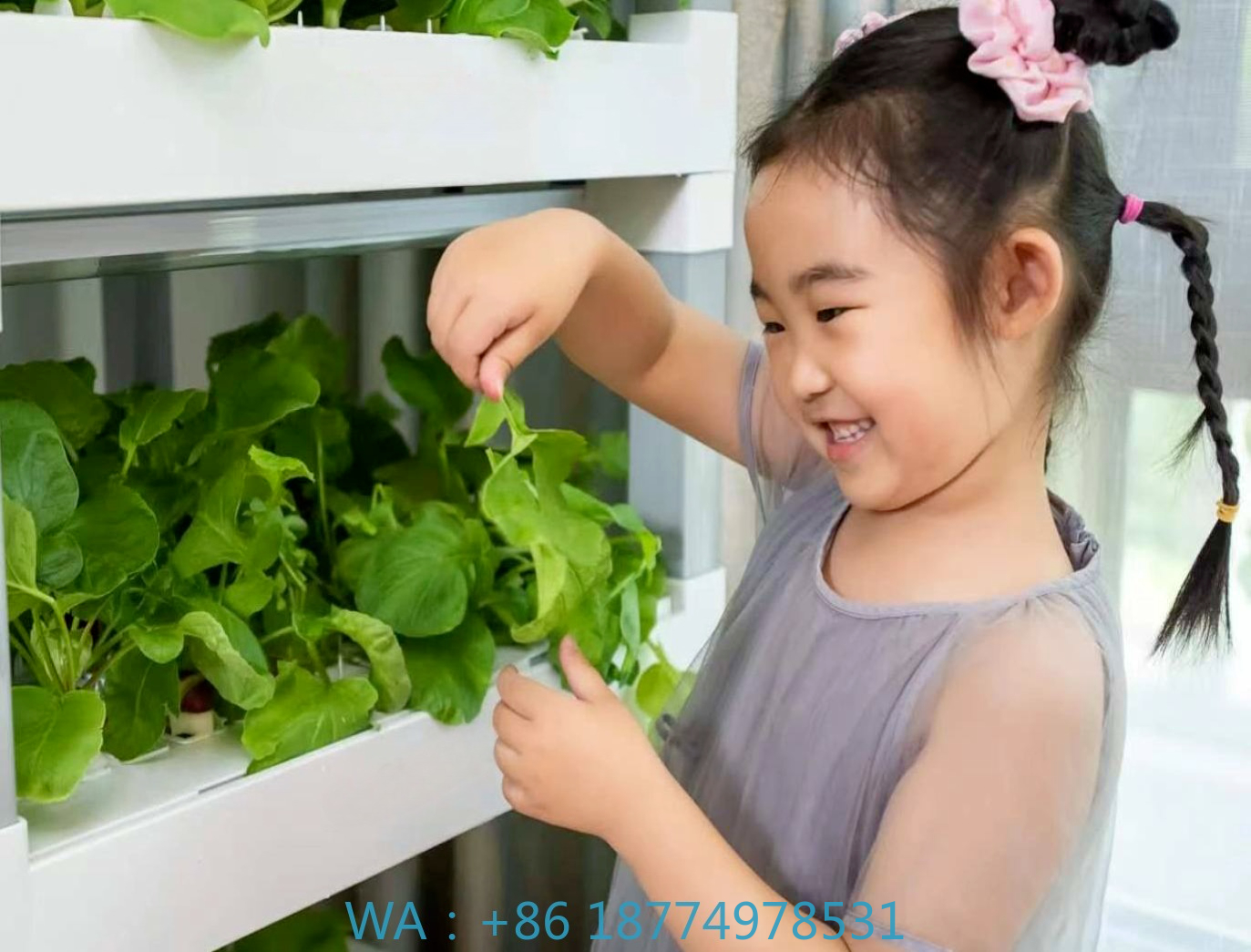 nt China Hydrokultur Grow Box  - Home Automation Systems Diy 评论和价格
