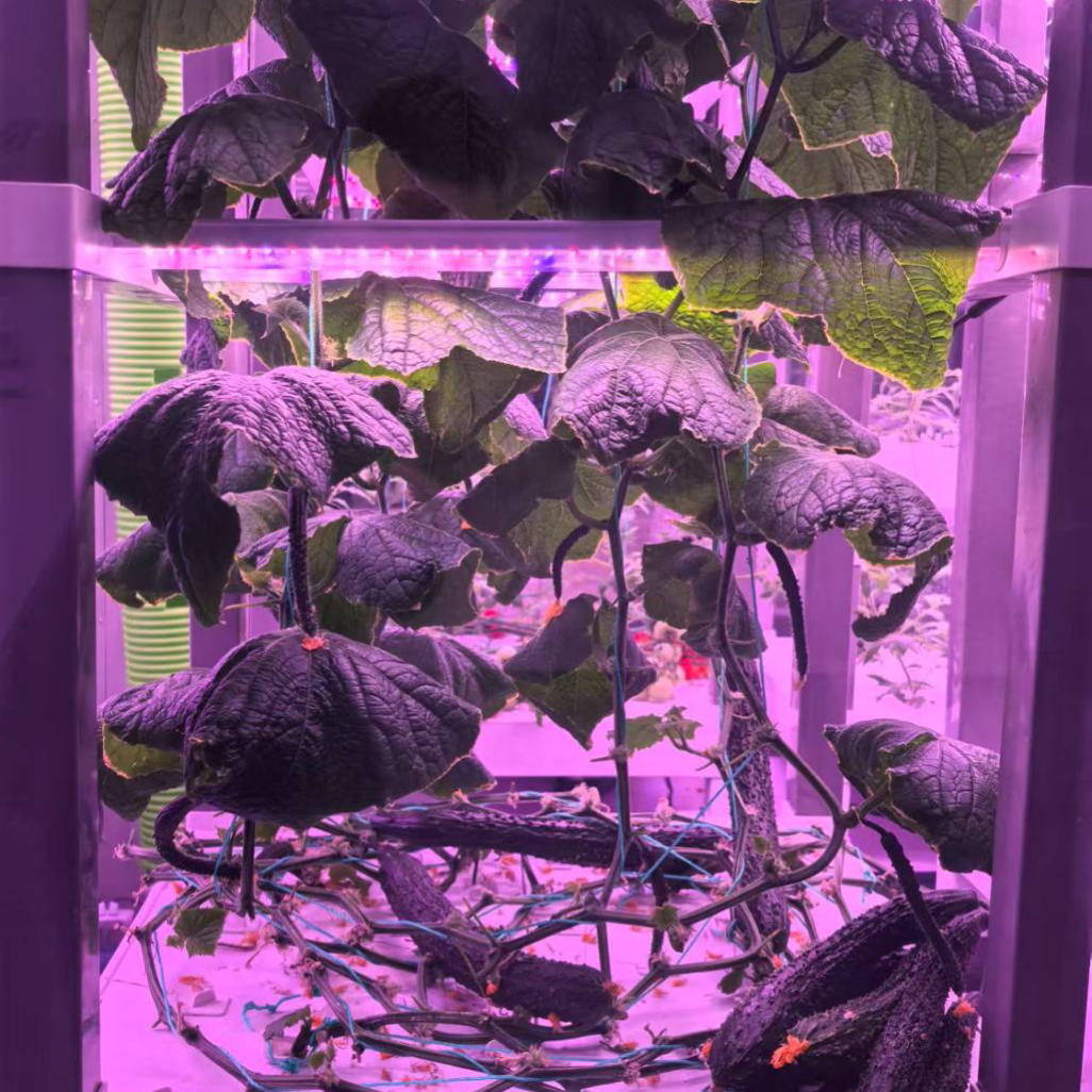 nt China Hydrokultur Grow Box  - Home Automation Systems Diy 评论和价格
